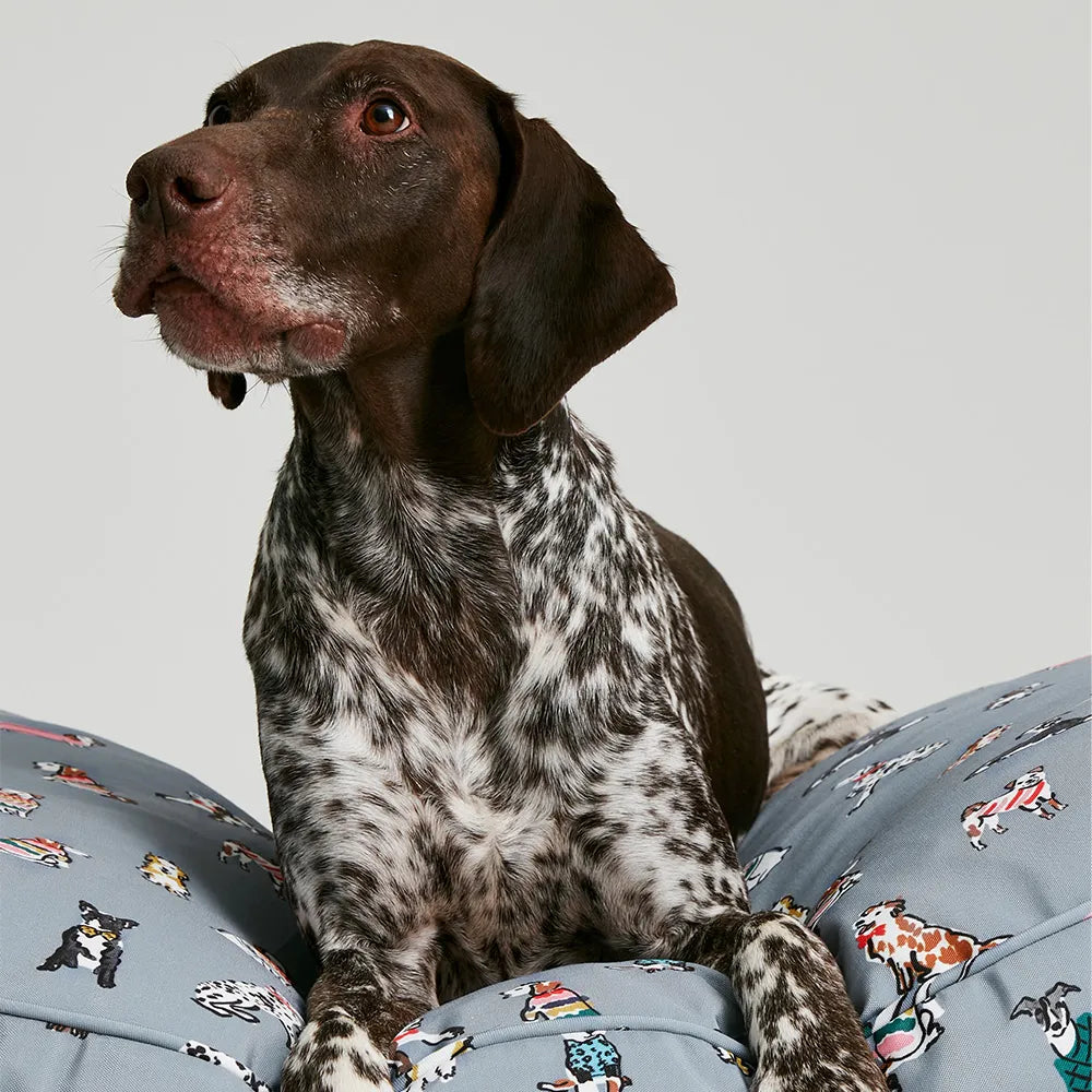 Joules rainbow dogs mattress