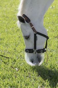 ThinLine Breakaway Field Safe Headcollar