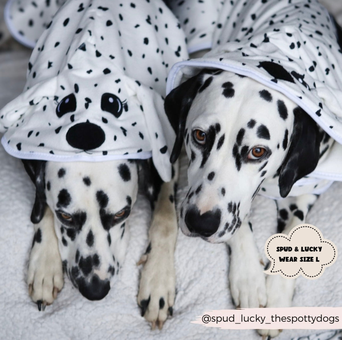 Dalmatian drying robe