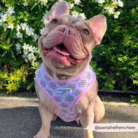 Daisy gingham adjustable neck harness