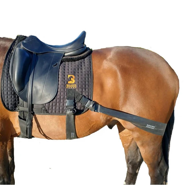 Dressage Equine Band System