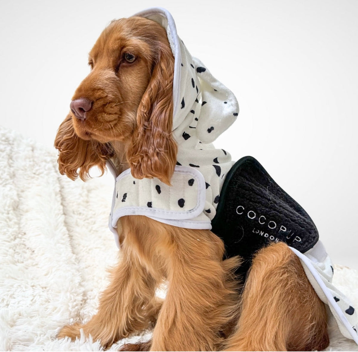 Dalmatian drying robe