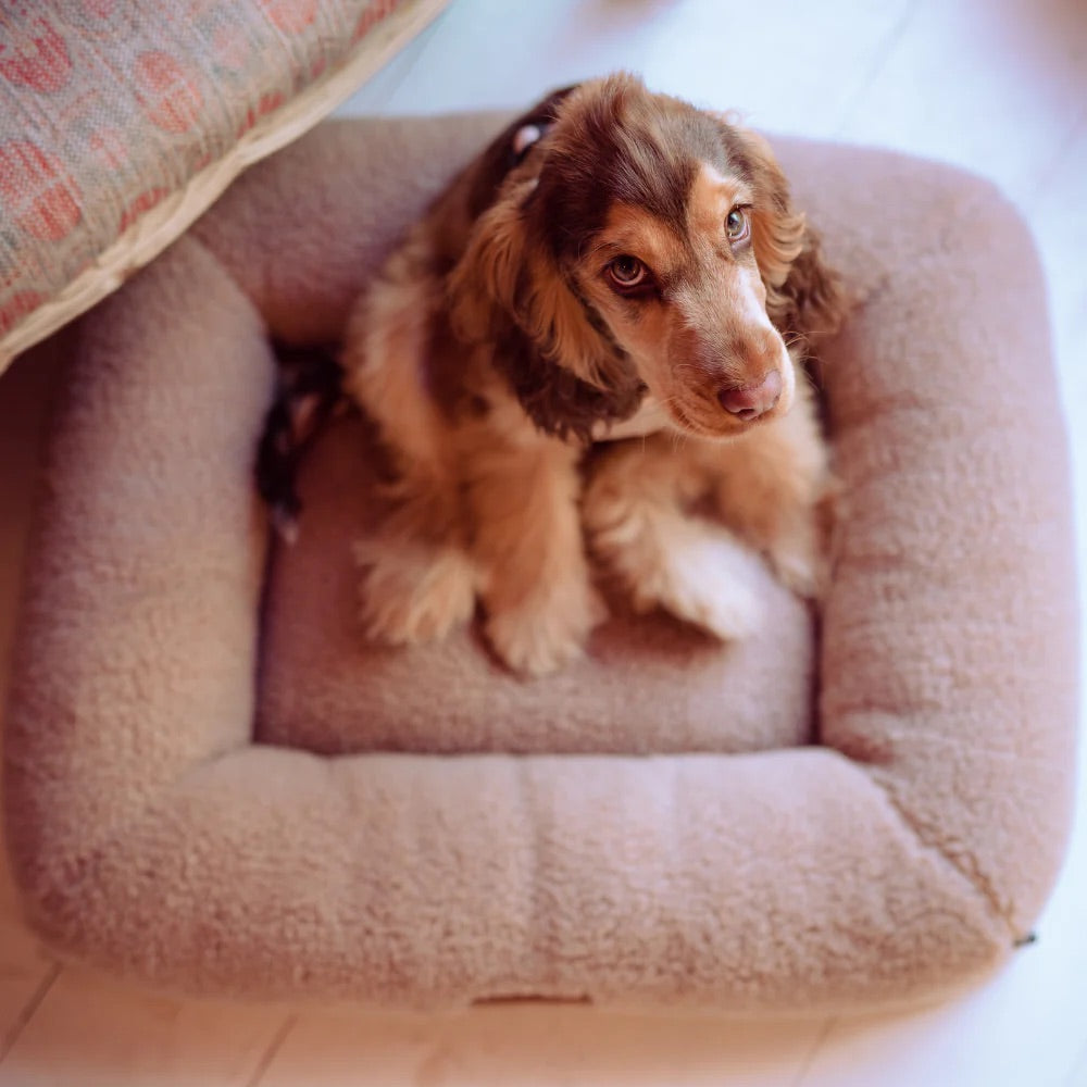 Cocopup x pup kit dog bed