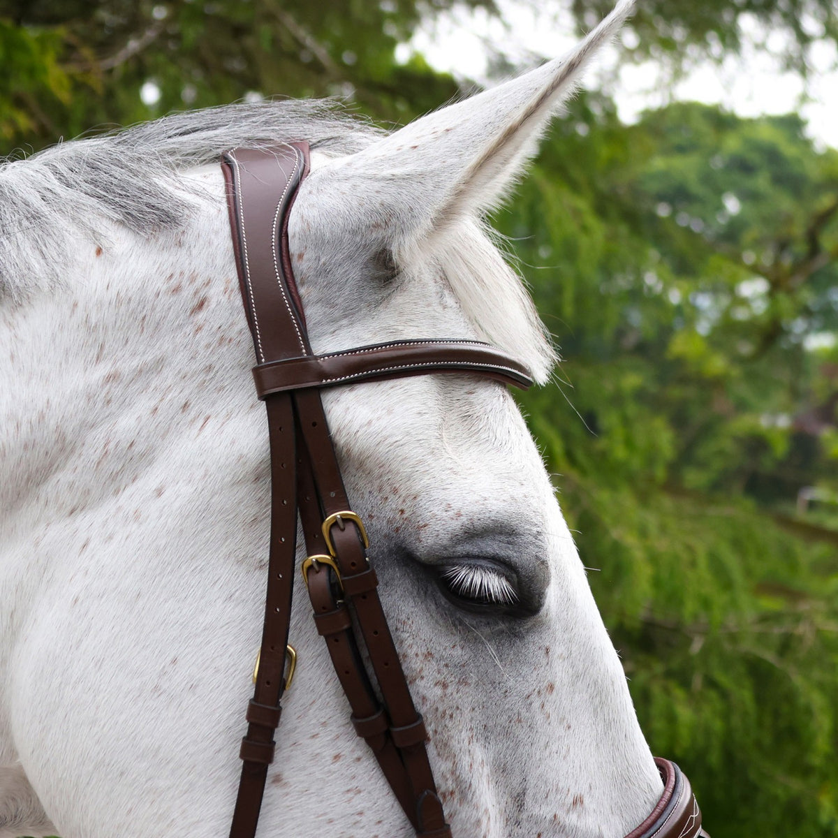 Venice Bridle with Reins