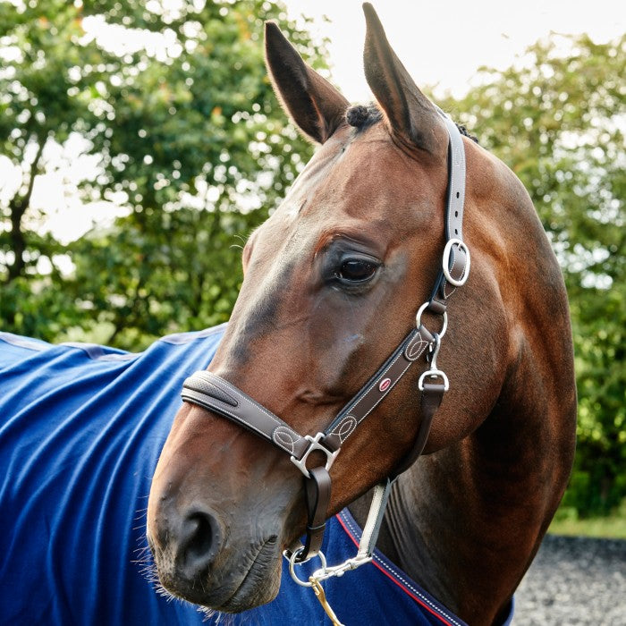 Chicago Perforated Leather Headcollar