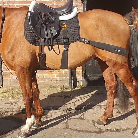 All purpose equine band system