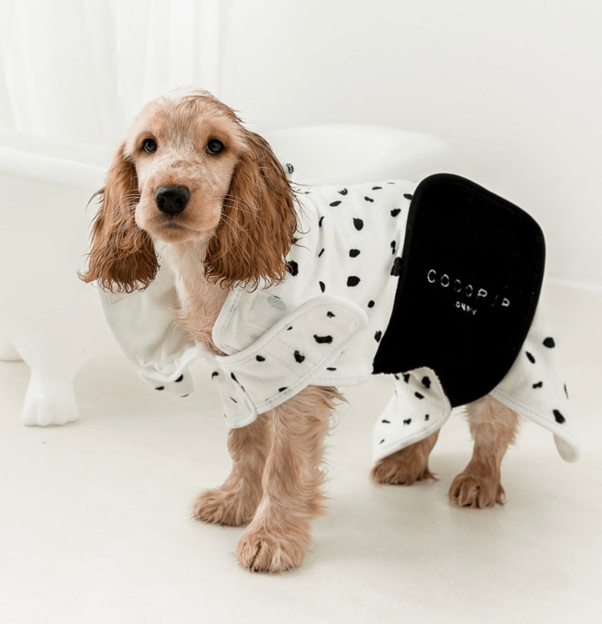 Dalmatian drying robe