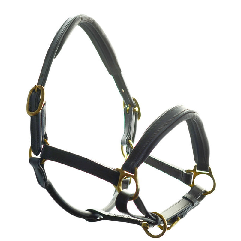 Ascot padded leather head collar