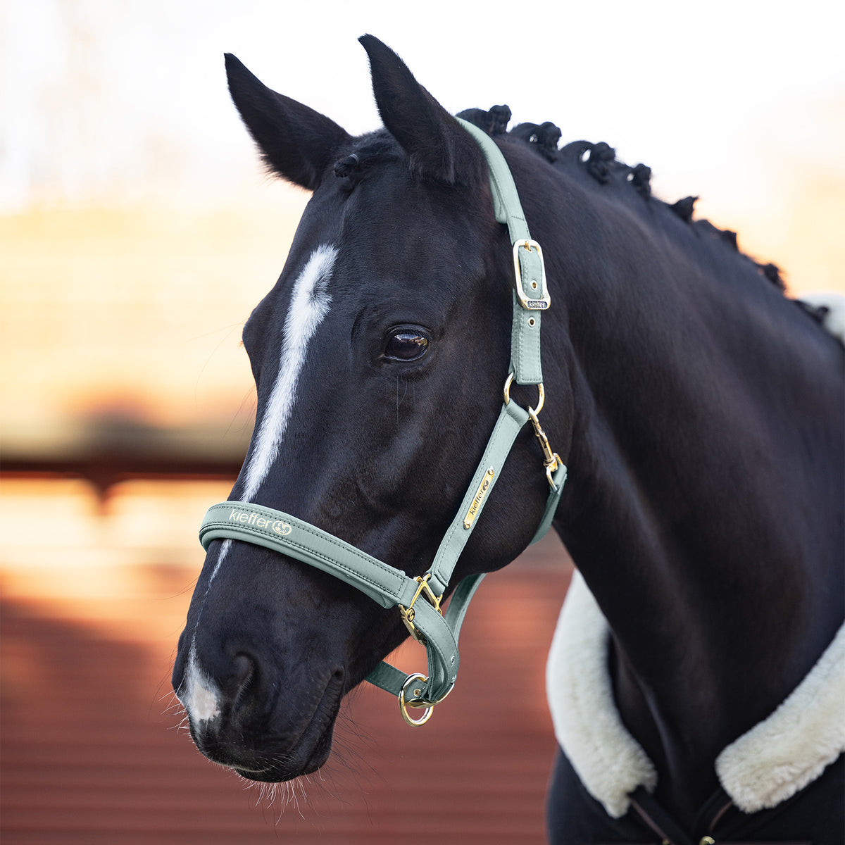 Kieffer Satin Shine Headcollar