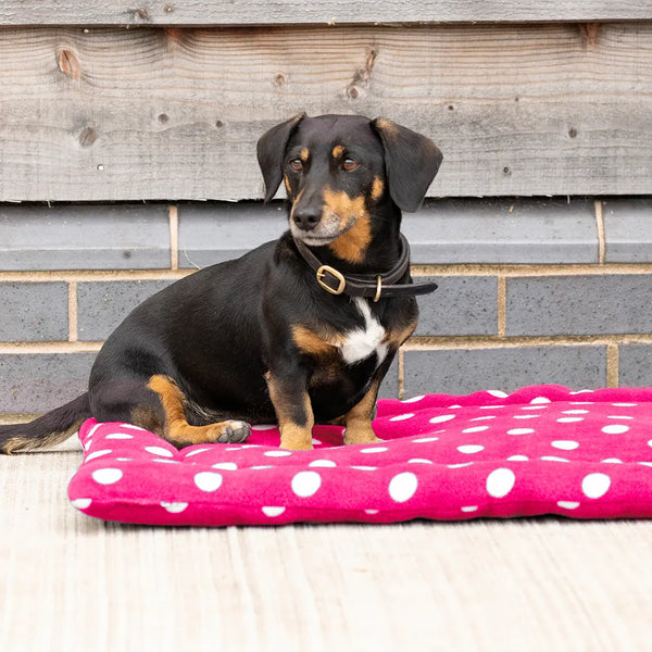 Supreme products dotty fleece dog bed