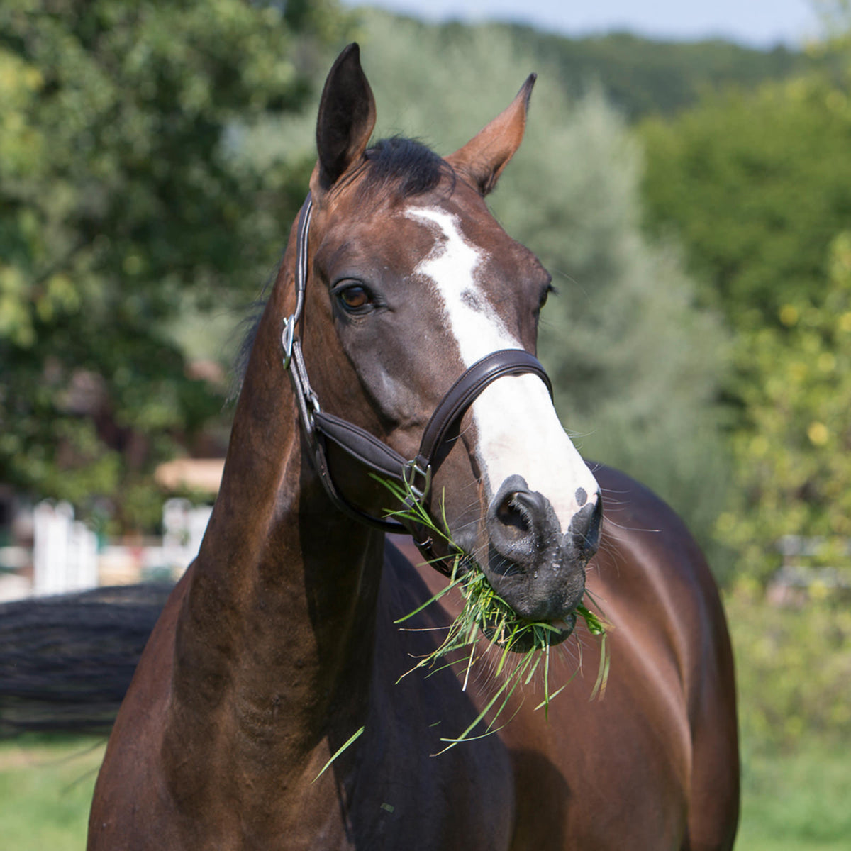 Kieffer Ultrasoft Headcollar